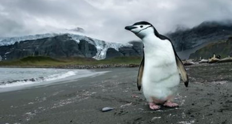 Georgia Południowa - jachtem i kamerą wśród pingwinów