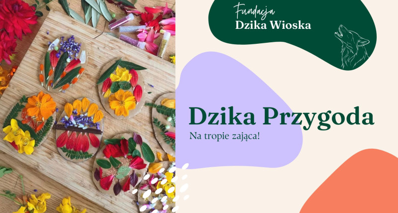 Dzika Przygoda: na tropie zająca!