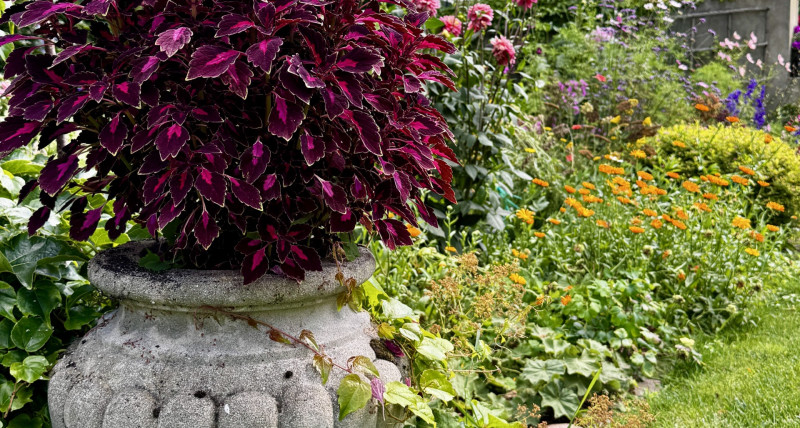 Muzyka klasyczna – operowa | 24.08 | 16:00