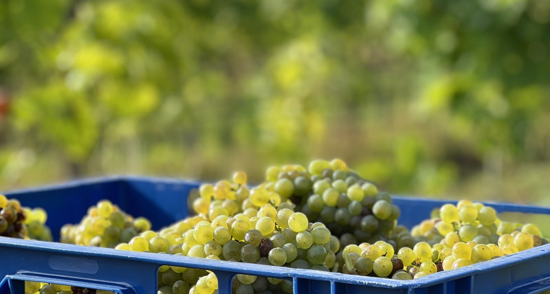 Winobranie 13.09 godz. 8:00