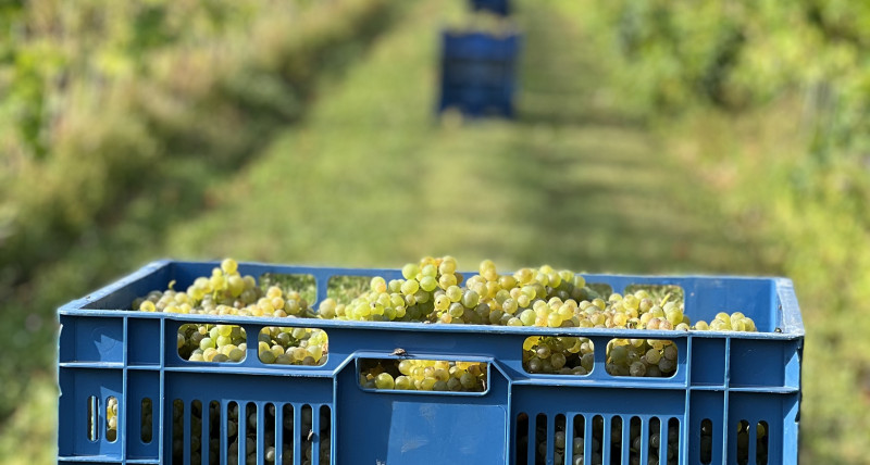 Winobranie 20.09 godz. 8:00