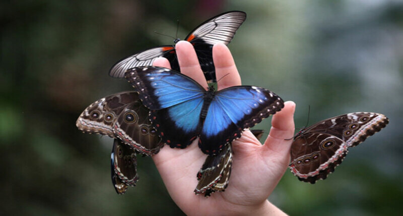 Krakow: Living Butterflies Museum