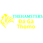 Đá Gà Trực Tiếp Thomo