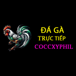 Đá Gà Cựa Dao Philippin