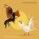 THOMO HÔM NAY