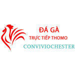 Đá Gà Trực Tiếp Thomo